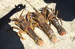 South African rock/spiny lobsters without claws